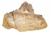 Fossil Primitive Whale (Basilosaur) Jaw Section - Morocco #217824-2